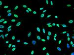 MEK5 Antibody in Immunocytochemistry (ICC/IF)