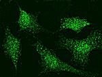 p38 MAPK beta Antibody in Immunocytochemistry (ICC/IF)