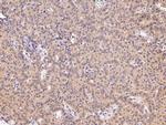 JNK1 Antibody in Immunohistochemistry (Paraffin) (IHC (P))