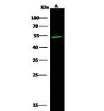 MECP2 Antibody in Western Blot (WB)