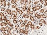 Myb Antibody in Immunohistochemistry (Paraffin) (IHC (P))