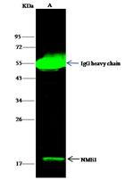 NME1 Antibody in Immunoprecipitation (IP)