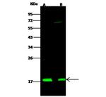 NME1 Antibody in Western Blot (WB)