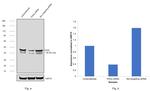 PAX2 Antibody