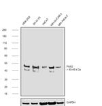 PAX2 Antibody in Western Blot (WB)