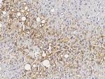 Perilipin 1 Antibody in Immunohistochemistry (Paraffin) (IHC (P))