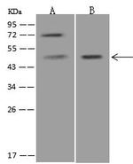 PTF1A Antibody in Western Blot (WB)