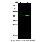 Actin Antibody in Western Blot (WB)