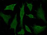 BRE Antibody in Immunocytochemistry (ICC/IF)