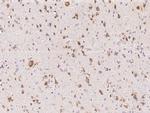 BRE Antibody in Immunohistochemistry (Paraffin) (IHC (P))