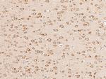 BRE Antibody in Immunohistochemistry (Paraffin) (IHC (P))