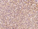 Neuropilin 1 Antibody in Immunohistochemistry (Paraffin) (IHC (P))