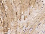 AMPK alpha-1 Antibody in Immunohistochemistry (Paraffin) (IHC (P))