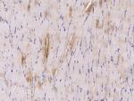 AMPK alpha-1 Antibody in Immunohistochemistry (Paraffin) (IHC (P))