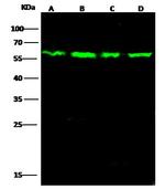 PTBP1 Antibody in Western Blot (WB)