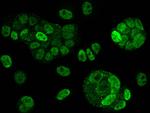 AMPK alpha-2 Antibody in Immunocytochemistry (ICC/IF)