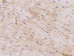 AMPK alpha-2 Antibody in Immunohistochemistry (Paraffin) (IHC (P))