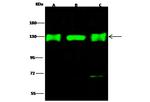 UBE4A Antibody in Western Blot (WB)