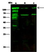 alanyl-tRNA Synthetase Antibody in Western Blot (WB)