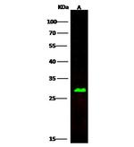 Carbonic Anhydrase II Antibody in Western Blot (WB)