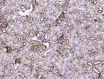 CD59 Antibody in Immunohistochemistry (Paraffin) (IHC (P))