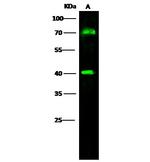 CD64 Antibody in Western Blot (WB)