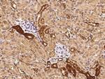 FDPS Antibody in Immunohistochemistry (Paraffin) (IHC (P))