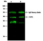 FDPS Antibody in Immunoprecipitation (IP)