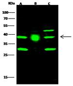 FDPS Antibody in Western Blot (WB)