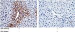 E-cadherin Antibody in Immunohistochemistry (Paraffin) (IHC (P))