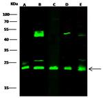 GLO1 Antibody in Western Blot (WB)