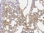 CD235a Antibody in Immunohistochemistry (Paraffin) (IHC (P))