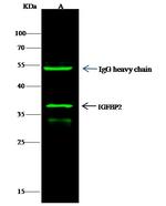 IGFBP2 Antibody in Immunoprecipitation (IP)