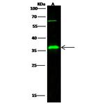 IGFBP2 Antibody in Western Blot (WB)