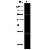 IL-21 Antibody in Western Blot (WB)