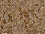 Transferrin Antibody in Immunohistochemistry (Paraffin) (IHC (P))