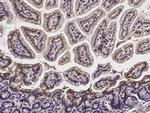 LAIR1 Antibody in Immunohistochemistry (Paraffin) (IHC (P))