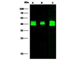 RAP Antibody in Western Blot (WB)