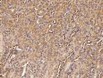 MEK1 Antibody in Immunohistochemistry (Paraffin) (IHC (P))