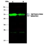 MEK1 Antibody in Immunoprecipitation (IP)