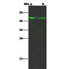 MEK1 Antibody in Western Blot (WB)