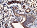 S100A1 Antibody in Immunohistochemistry (Paraffin) (IHC (P))