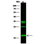 S100A1 Antibody in Western Blot (WB)