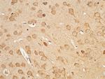 UCHL3 Antibody in Immunohistochemistry (Paraffin) (IHC (P))