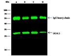 UCHL3 Antibody in Immunoprecipitation (IP)