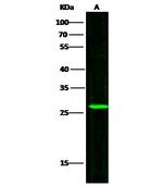 UCHL3 Antibody in Western Blot (WB)