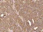 FGF10 Antibody in Immunohistochemistry (Paraffin) (IHC (P))