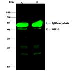 FGF10 Antibody in Immunoprecipitation (IP)