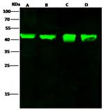 FGF10 Antibody in Western Blot (WB)