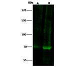 FOXP2 Antibody in Western Blot (WB)